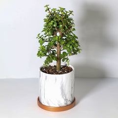 Lucky Jade Bonsai Tree