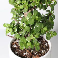 Lucky Jade Bonsai Tree