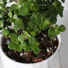 Lucky Jade Bonsai Tree