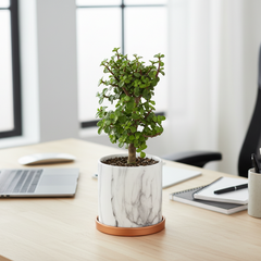 Lucky Jade Bonsai Tree