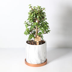 Lucky Jade Bonsai Tree