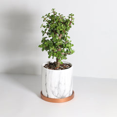 Lucky Jade Bonsai Tree