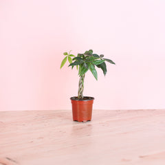 Lucky Braided Money Tree Plant