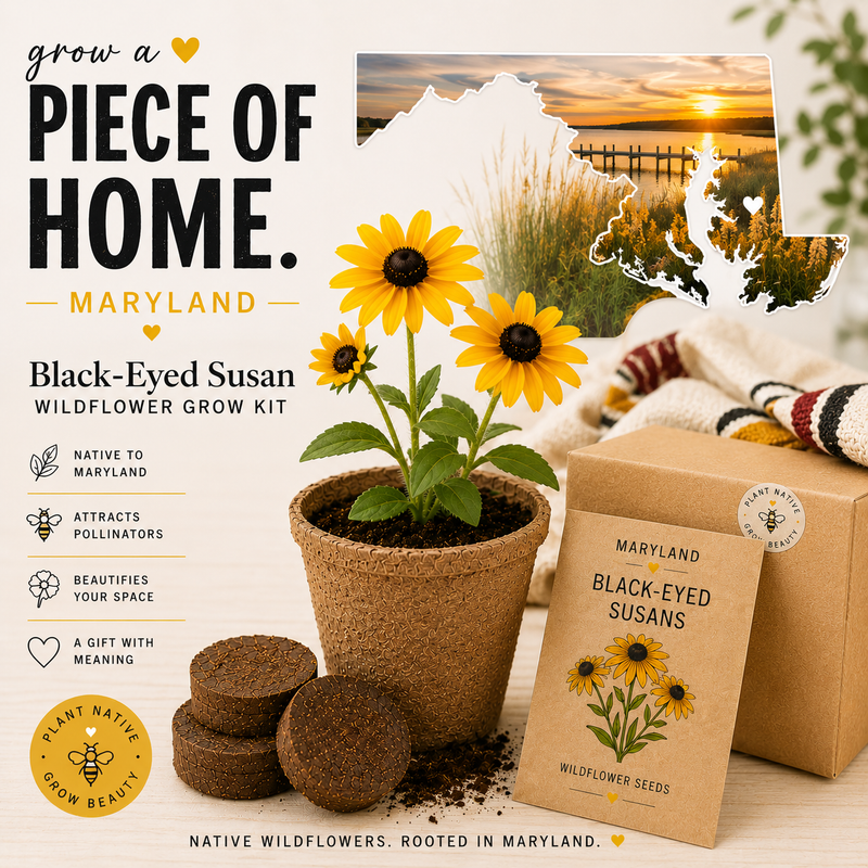 Maryland Black Eyed Susan Grow Kit
