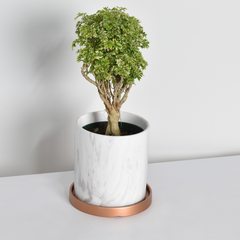 Ming Aralia Snowflake