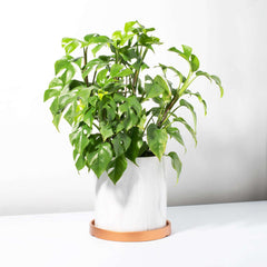 Monstera Ginny Mini Leaf Rhaphidophora tetrasperma