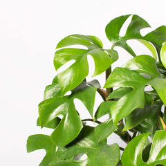 Monstera Ginny Mini Leaf Rhaphidophora tetrasperma