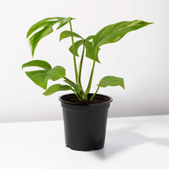 Monstera Ginny Mini Leaf Rhaphidophora tetrasperma