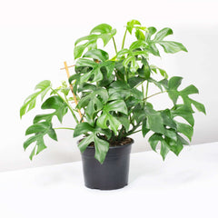 Monstera Ginny Mini Leaf Rhaphidophora tetrasperma