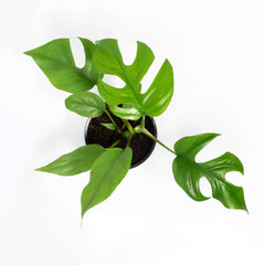 Monstera Ginny Mini Leaf Rhaphidophora tetrasperma
