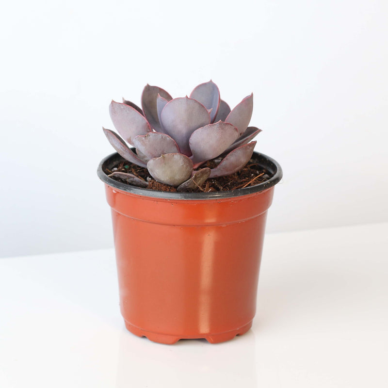 Growers Choice Mystery Succulent 4