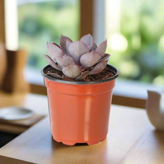 Growers Choice Mystery Succulent 4" Nursery