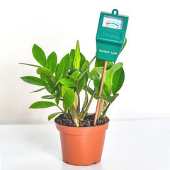 Soil Moisture Meter Overwatering Plant Saver