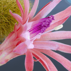 Monkey Tail Cactus