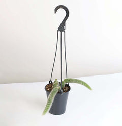 Monkey Tail Cactus