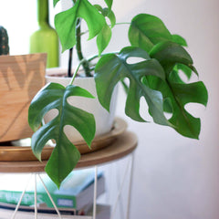 Monstera Ginny Mini Leaf Rhaphidophora tetrasperma