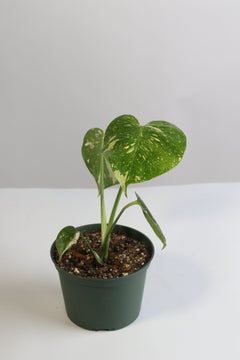 Monstera Thai Constellation