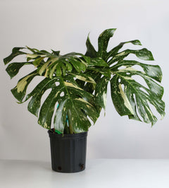 Monstera Thai Constellation