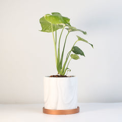 Monstera Thai Constellation