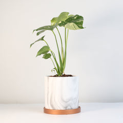 Monstera Thai Constellation