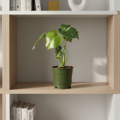 Monstera Thai Constellation
