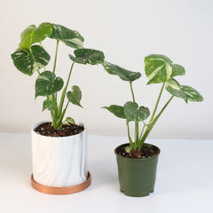 Monstera Thai Constellation