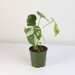 Monstera Thai Constellation