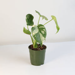 Monstera Thai Constellation