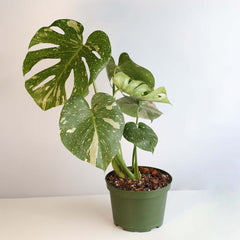 Monstera Thai Constellation