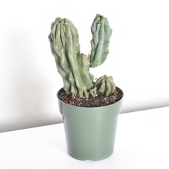 Monstrose Peruvian Apple Cactus