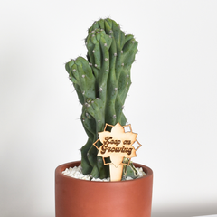 Monstrose Peruvian Apple Cactus