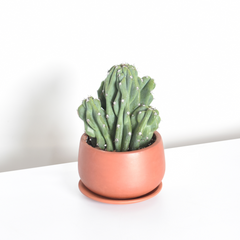 Monstrose Peruvian Apple Cactus