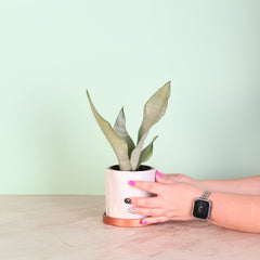 Silver Moonshine Sansevieria Snake Plant-Rare