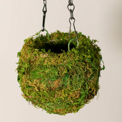 Fresh Green Kokedama Moss Hanging Planter Ball