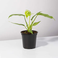 Monstera Ginny Mini Leaf Rhaphidophora tetrasperma