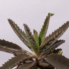 Mother of Thousands Succulent