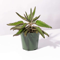 Mother of Thousands Succulent