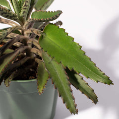 Mother of Thousands Succulent
