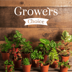 Grower's Choice Mystery Plant 4" Nursery Pot