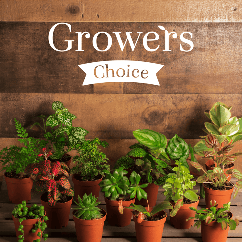 Grower's Choice Mystery Plant 4