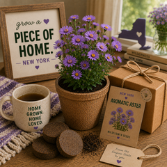 New York Aromatic Aster Grow Kit