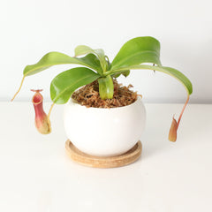 Tropical Pitcher Plant Nepenthes Alata Carnivorous