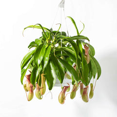 Tropical Pitcher Plant Nepenthes Alata Carnivorous