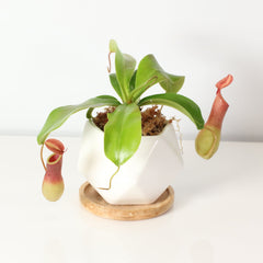 Tropical Pitcher Plant Nepenthes Alata Carnivorous