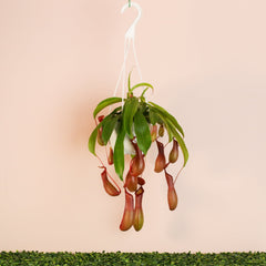 Tropical Pitcher Plant Nepenthes Alata Carnivorous