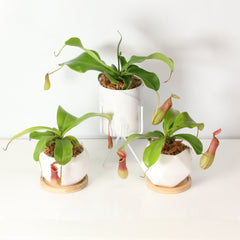 Tropical Pitcher Plant Nepenthes Alata Carnivorous