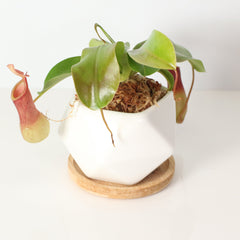 Tropical Pitcher Plant Nepenthes Alata Carnivorous