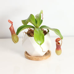 Tropical Pitcher Plant Nepenthes Alata Carnivorous