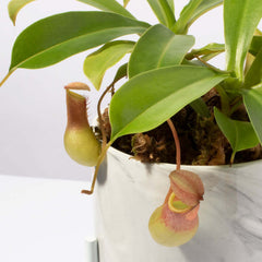 Tropical Pitcher Plant Nepenthes Alata Carnivorous