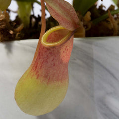 Tropical Pitcher Plant Nepenthes Alata Carnivorous